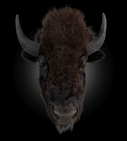 Shoulder Mount - Bison #0001371