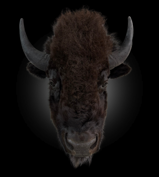 Shoulder Mount - Bison #0001371