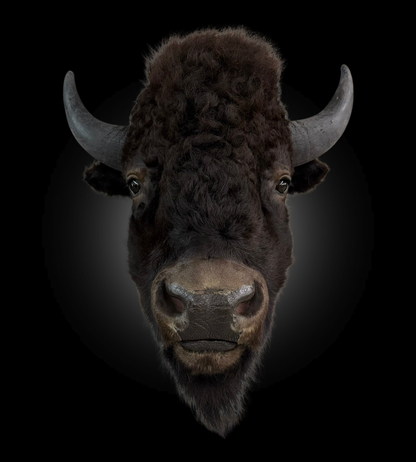 Shoulder Mount - Bison #0001369