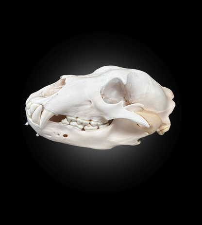 Bleached Skull - Grizzly #0001291