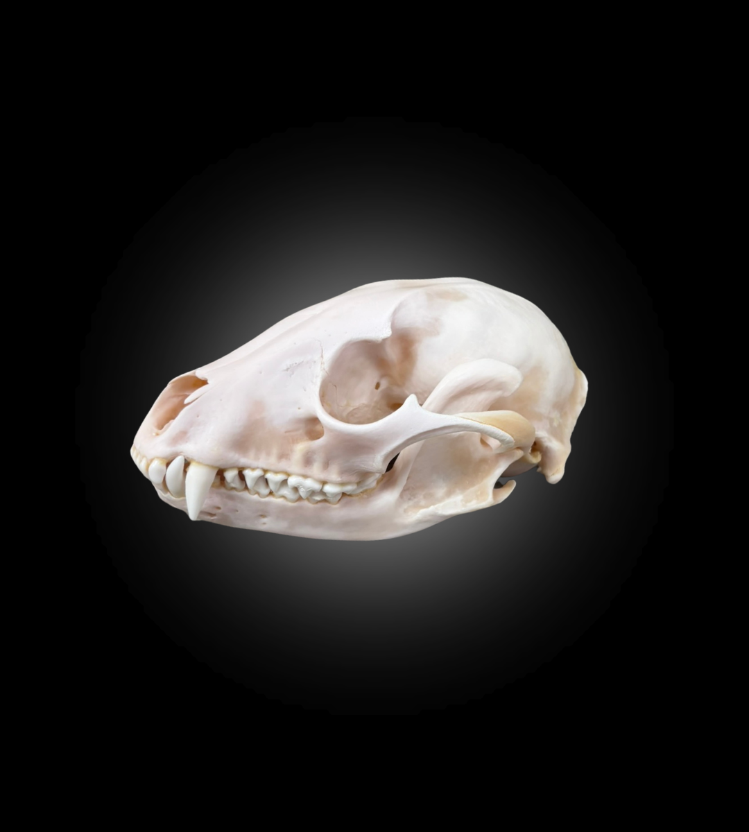 Bleached Skull - Raccoon 