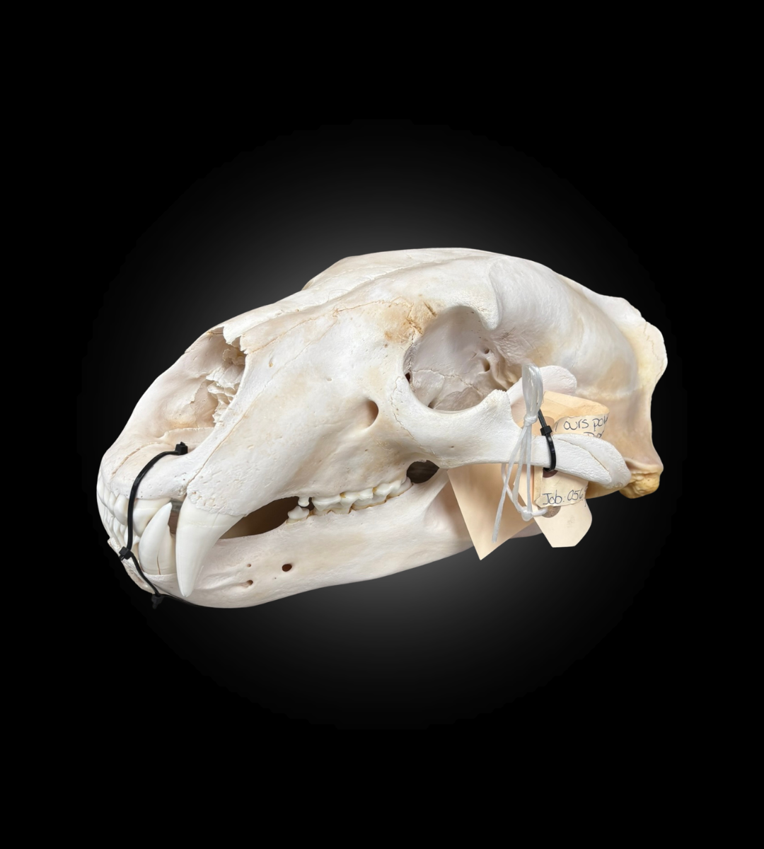 Bleached Skull - Polar Bear #0001294