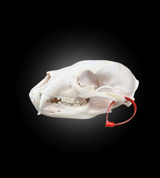 Bleached Skull - Black Bear #0001292