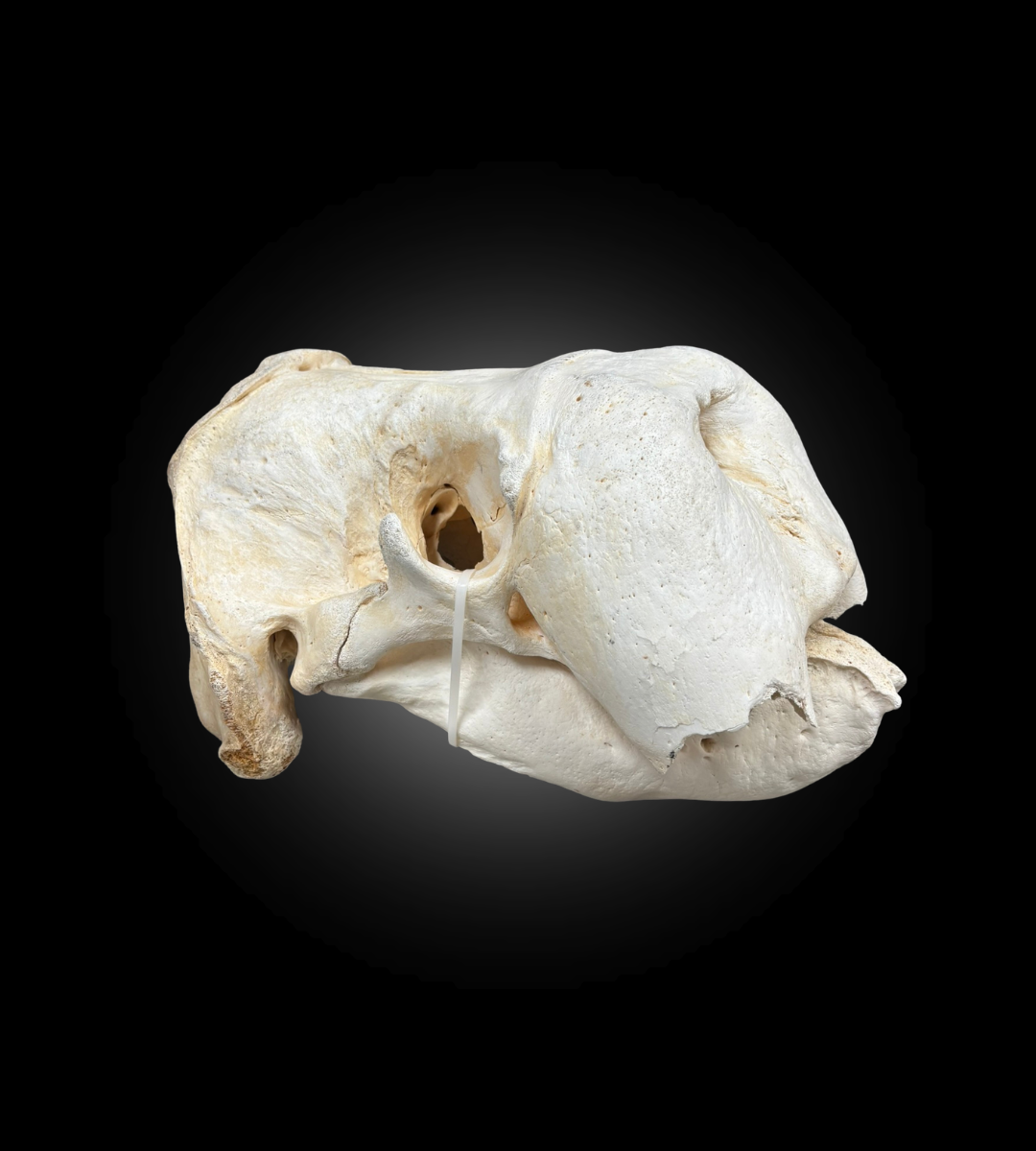 Bleached Skull - Walrus #31627