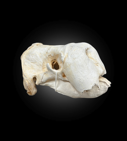 Bleached Skull - Walrus #31627