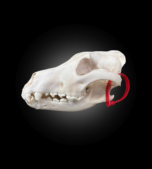 Bleached Skull - Wolf #0001510