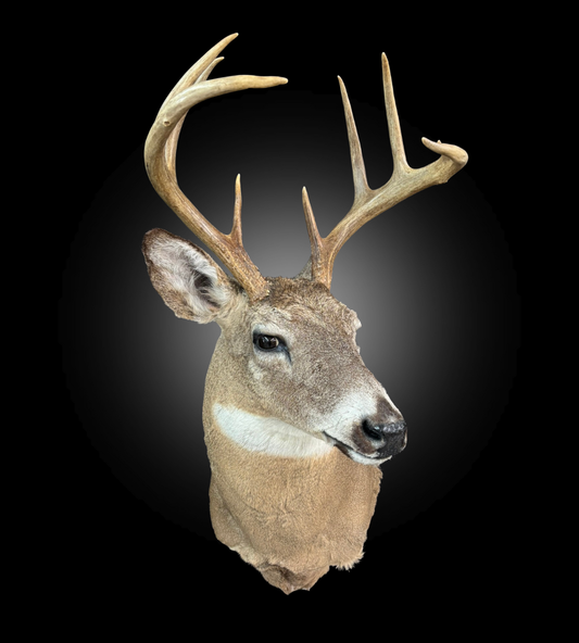 Tête - Chevreuil #0001414