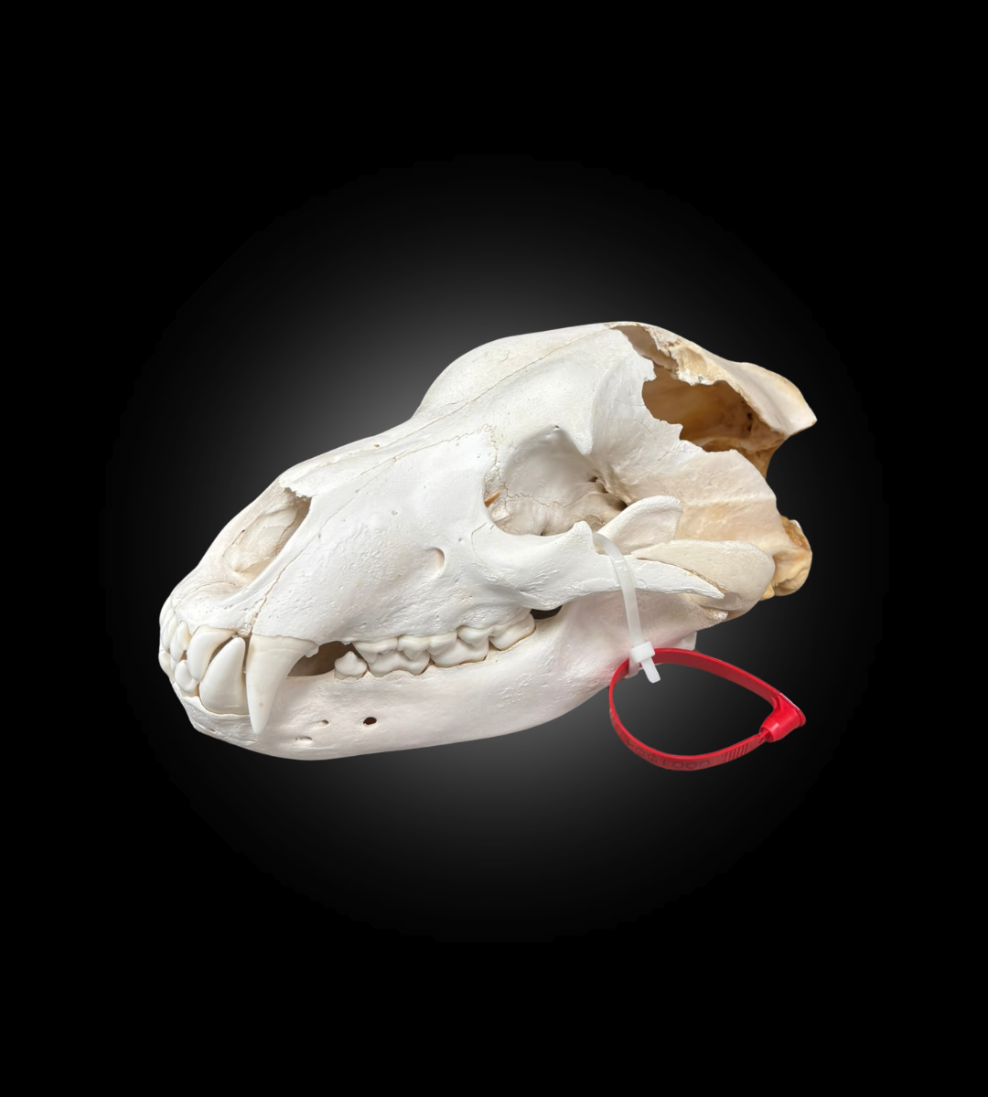 Bleached Skull - Grizzly #0001504