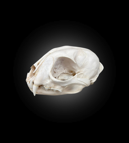 Bleached Skull - Lynx #0001511