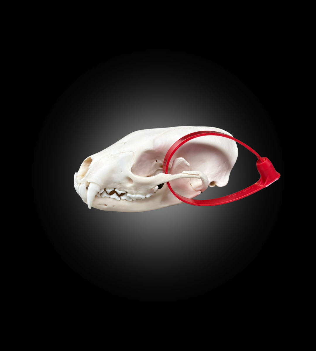 Bleached Skull - Fisher #0001512