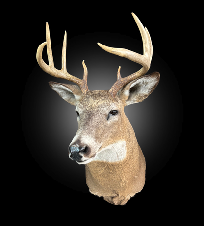 Tête - Chevreuil #0001416