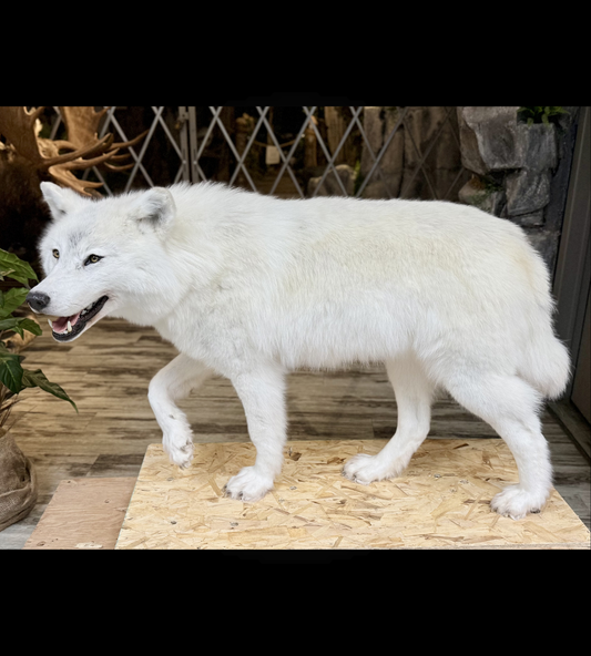 Montage - Loup Arctique
