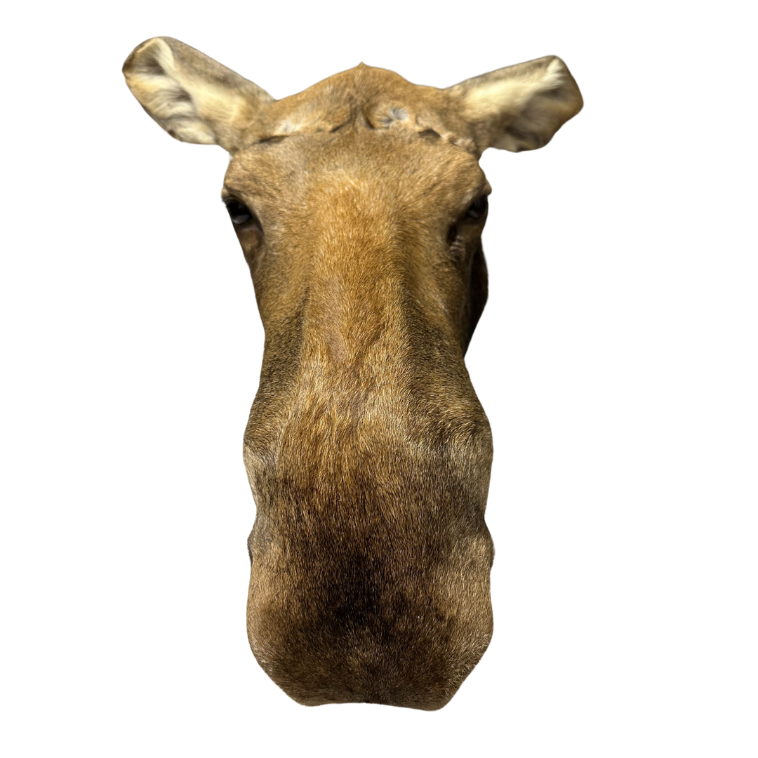 Shoulder Mounts - Moose head #2