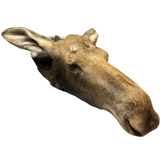 Shoulder Mounts - Moose head #2