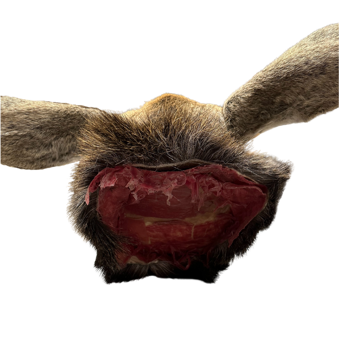 Shoulder Mounts - Moose head #2