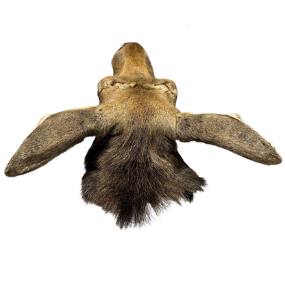 Shoulder Mounts - Moose head #2