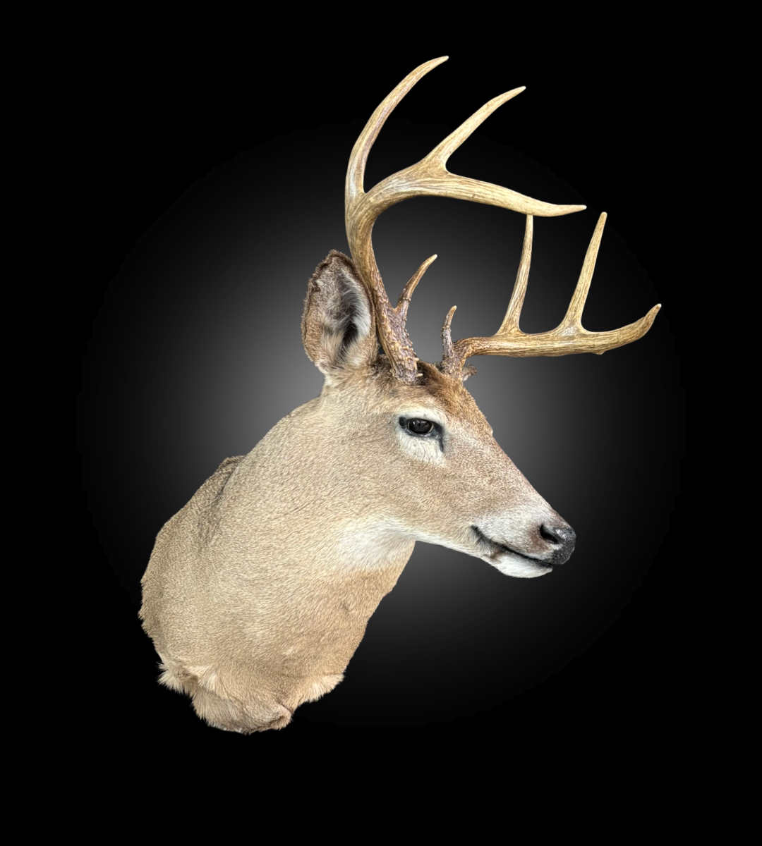 Shoulder Mount - Deer #0001375