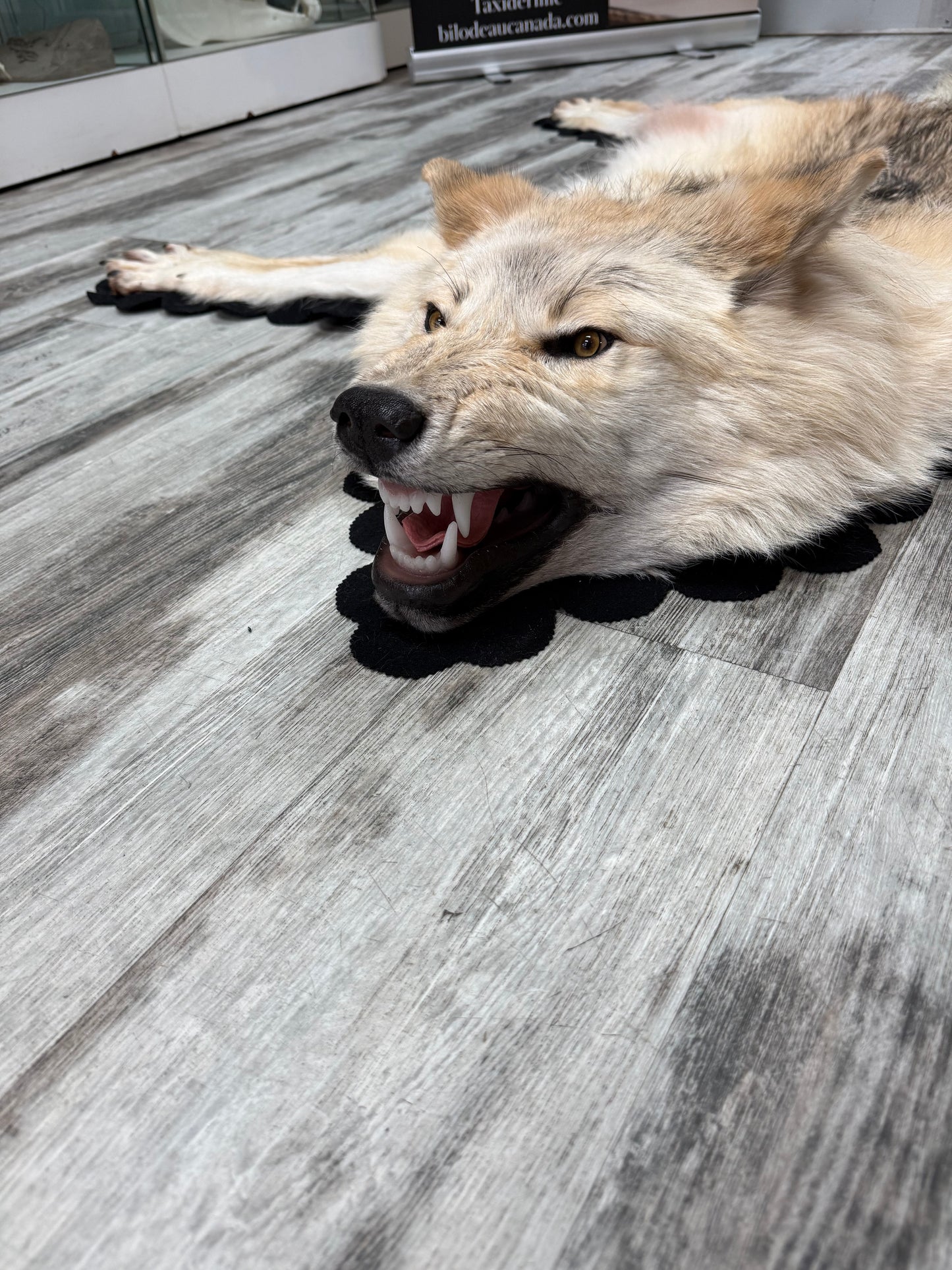 Tapis - Loup Arctique #19277