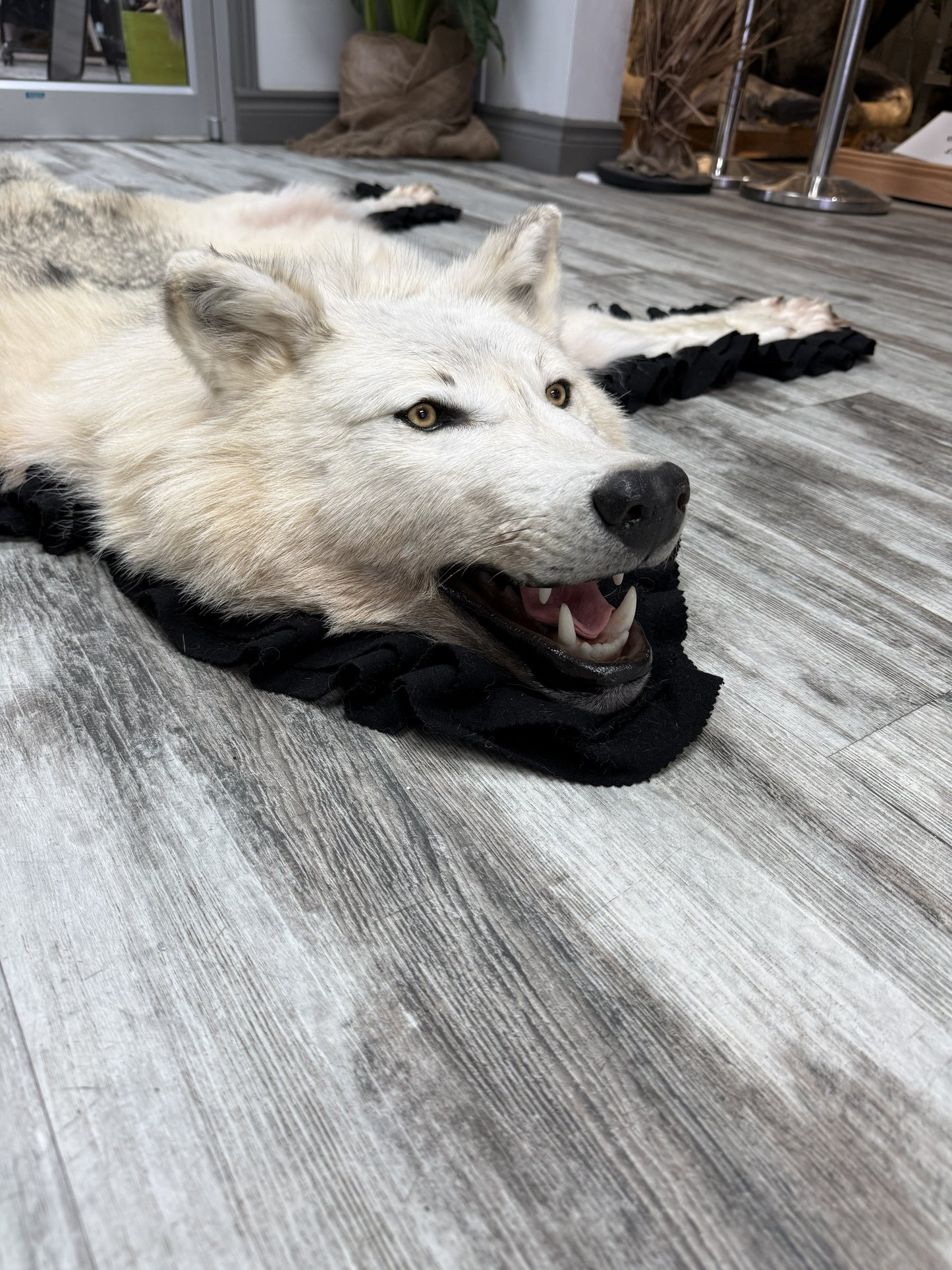 Tapis - Loup #15692