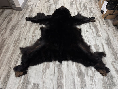 Peau - Ours noir #2236928-01