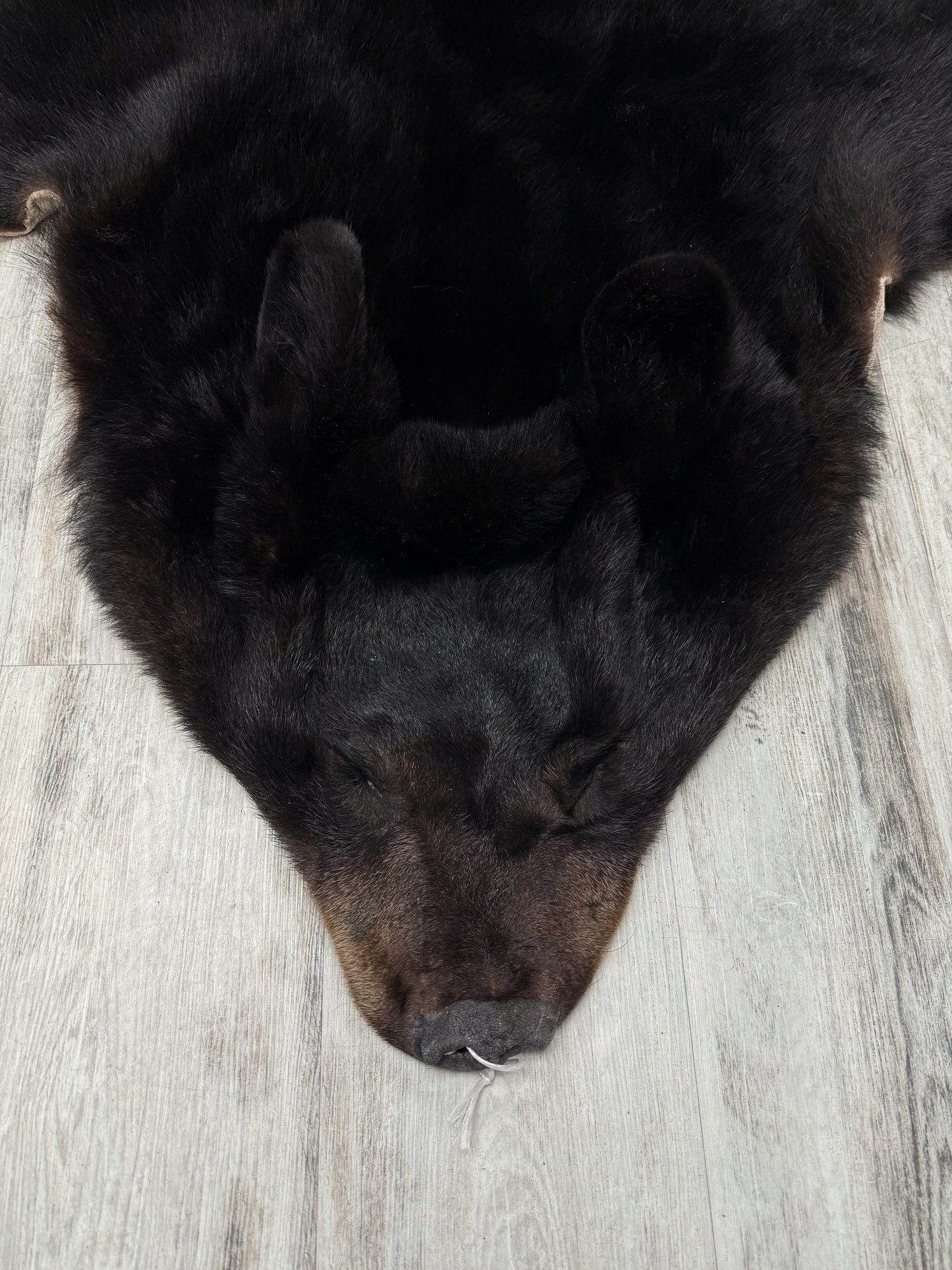 Peau - Ours noir #2236928-01
