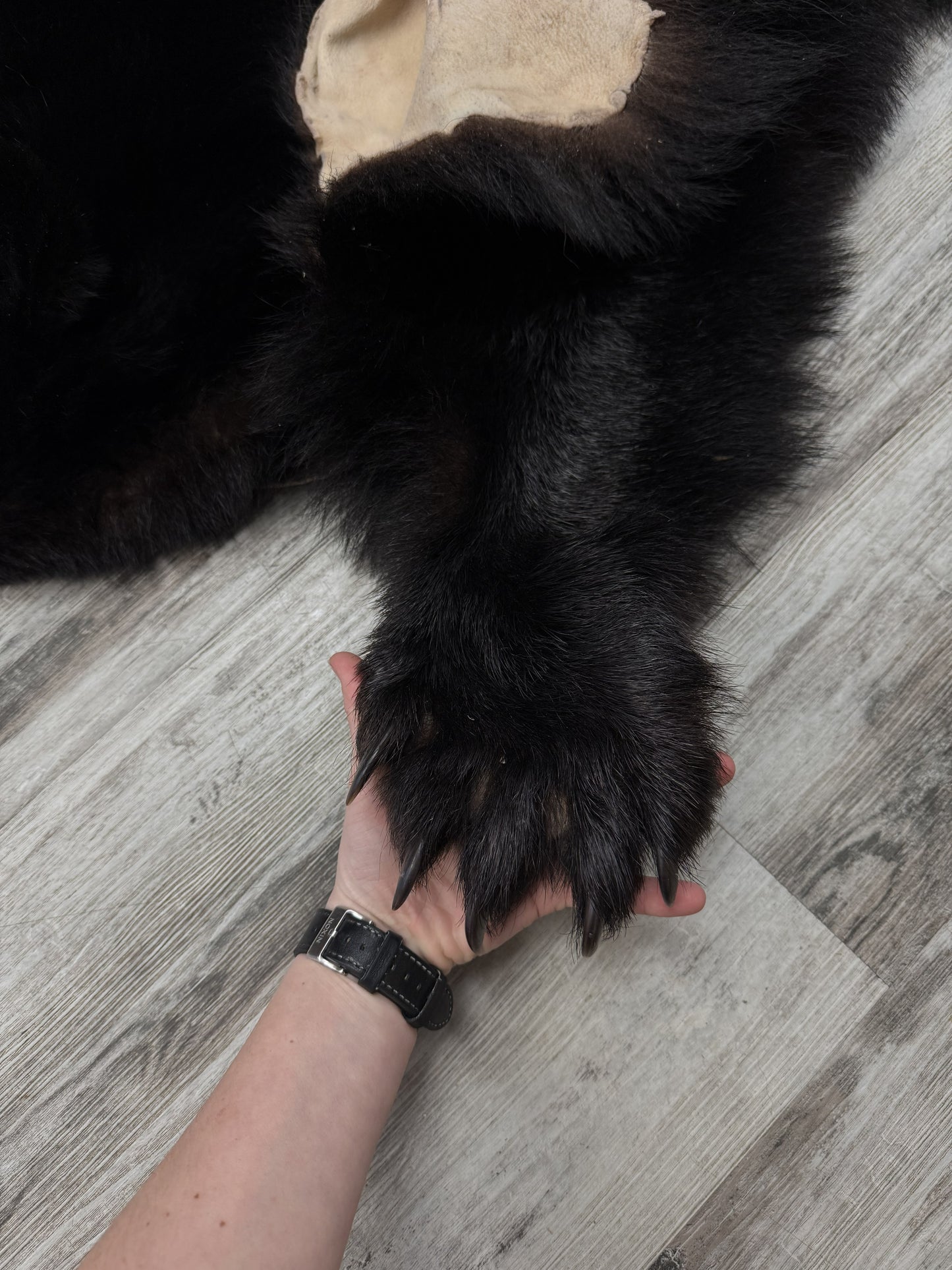 Peau - Ours noir #2236928-01