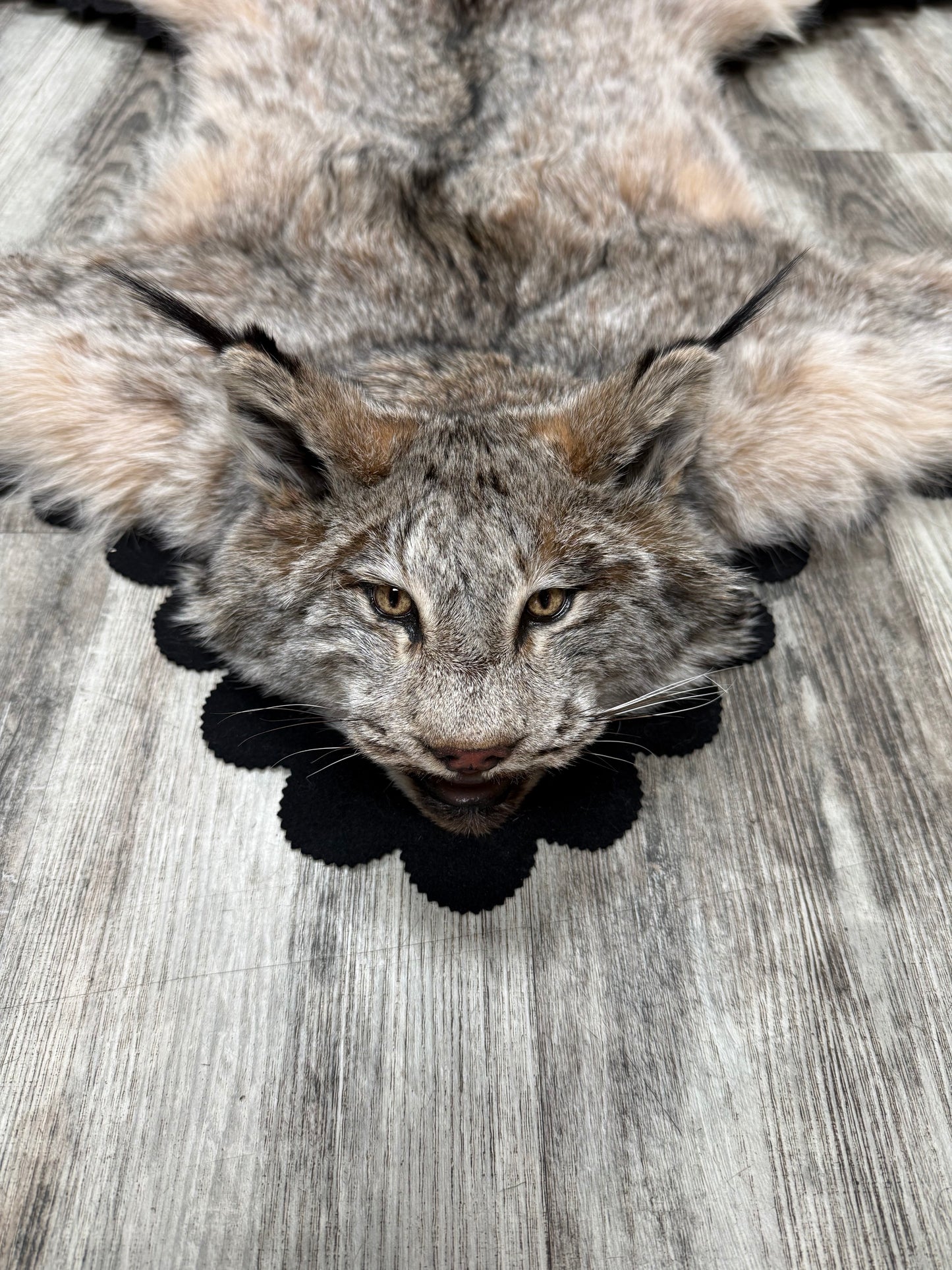 Rug - Canadian Lynx #23489