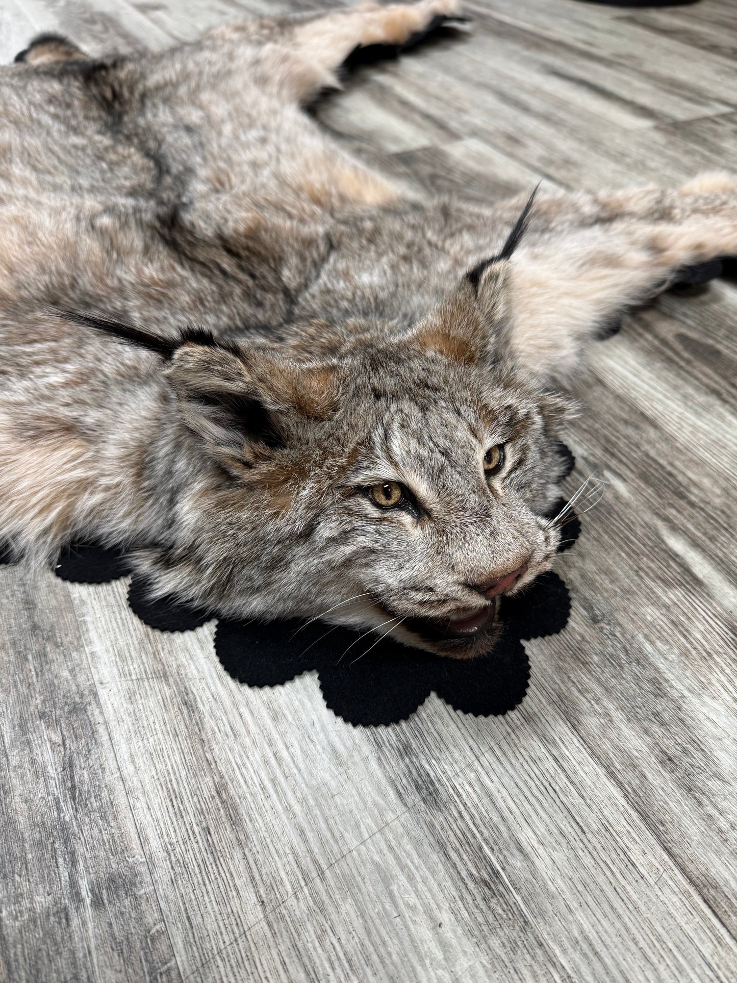 Rug - Canadian Lynx #23489