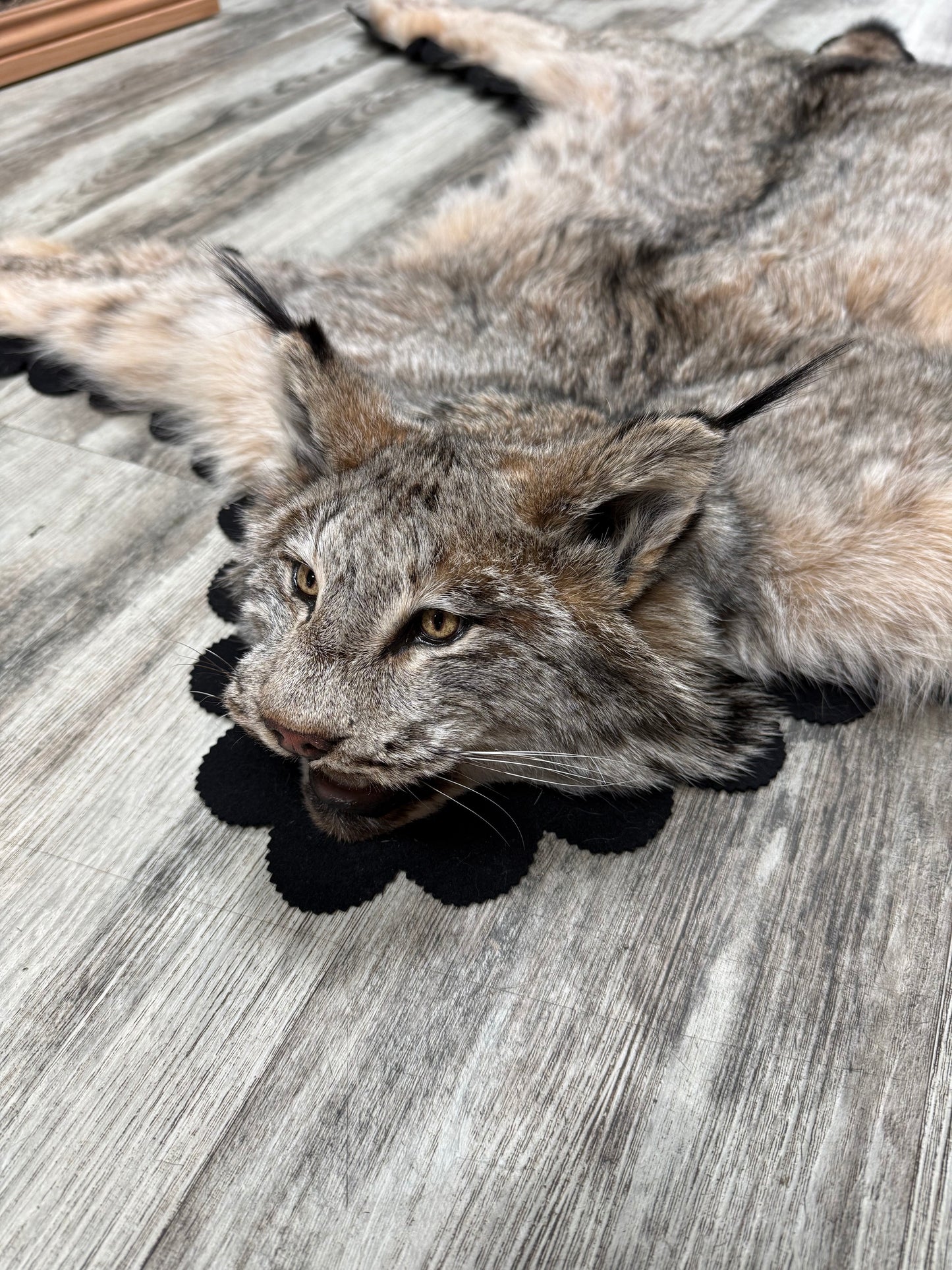 Rug - Canadian Lynx #23489