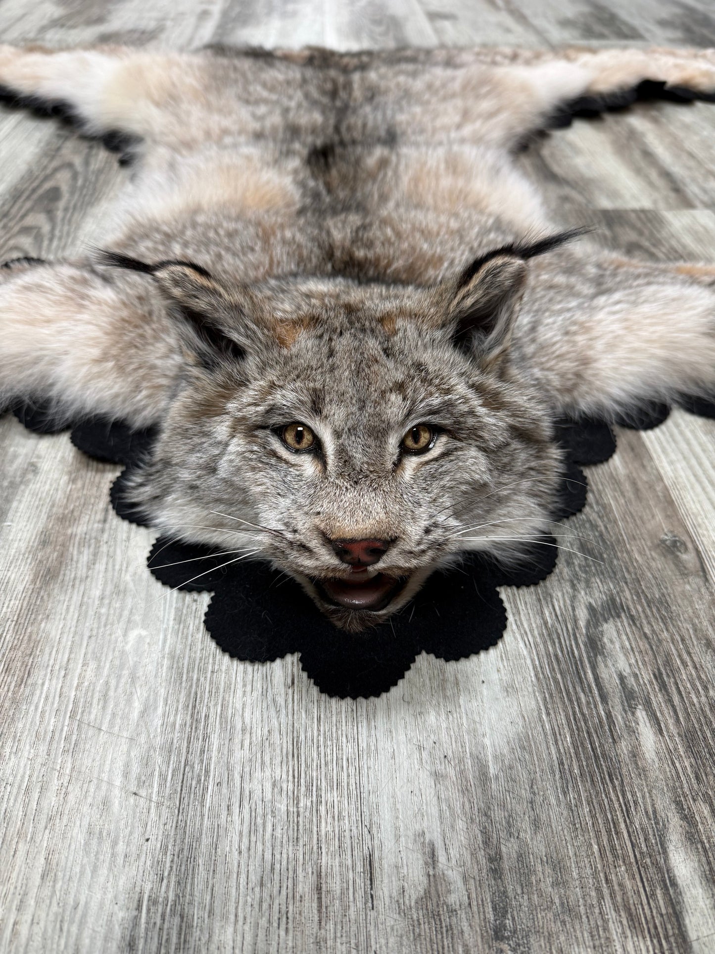Rug - Canadian Lynx #23490