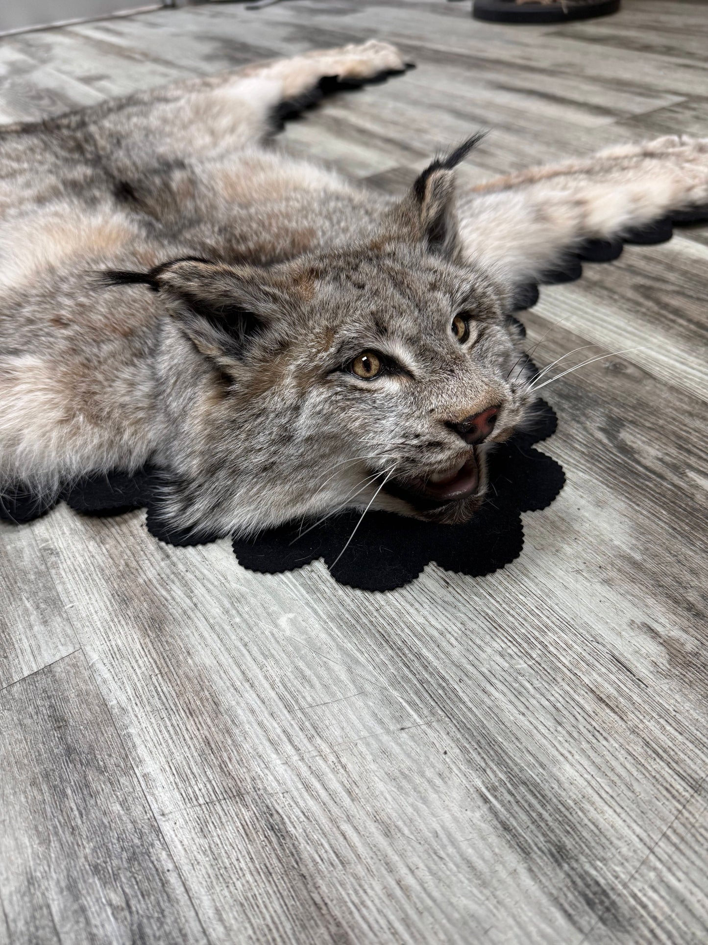 Rug - Canadian Lynx #23490