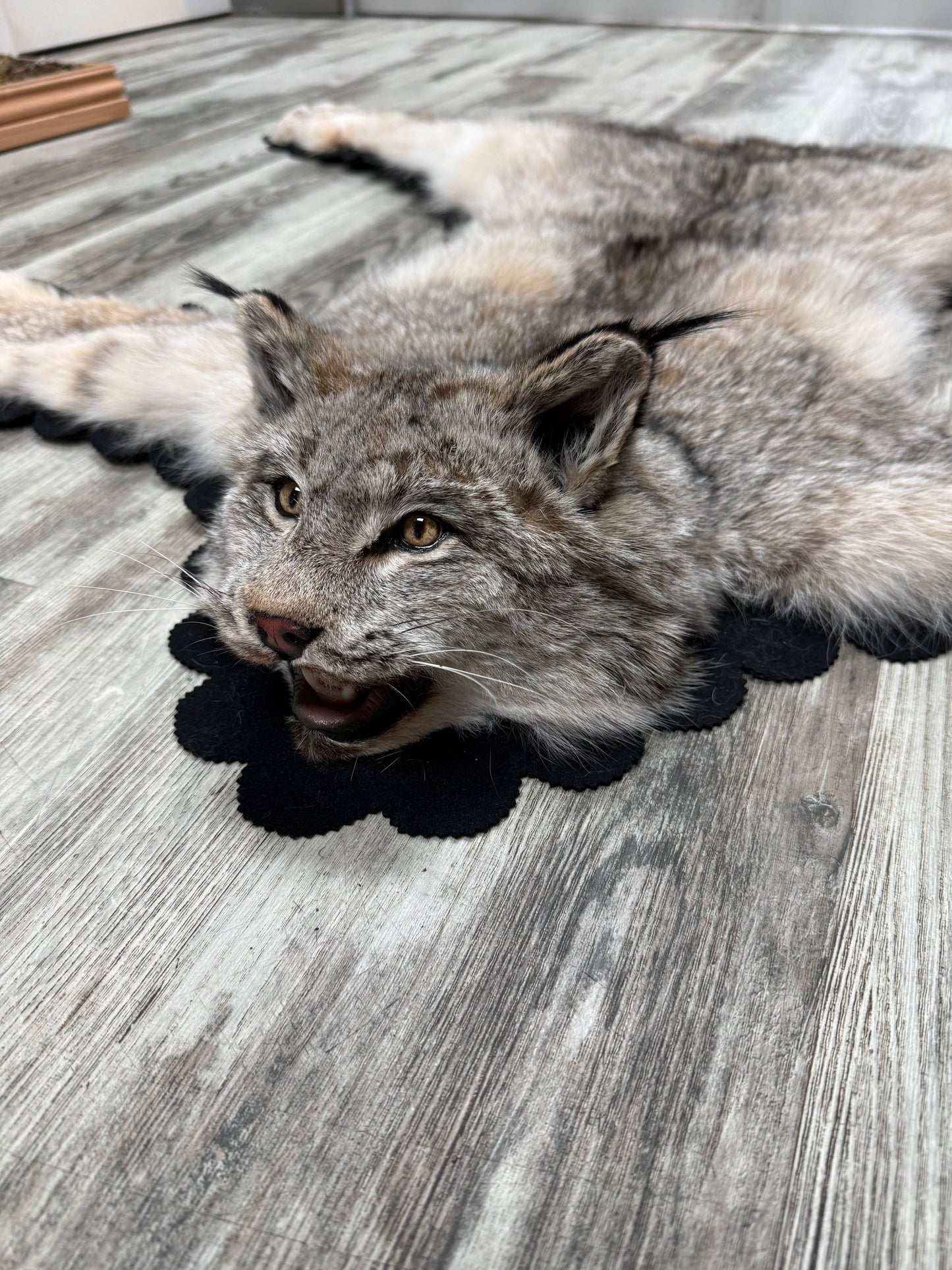 Rug - Canadian Lynx #23490