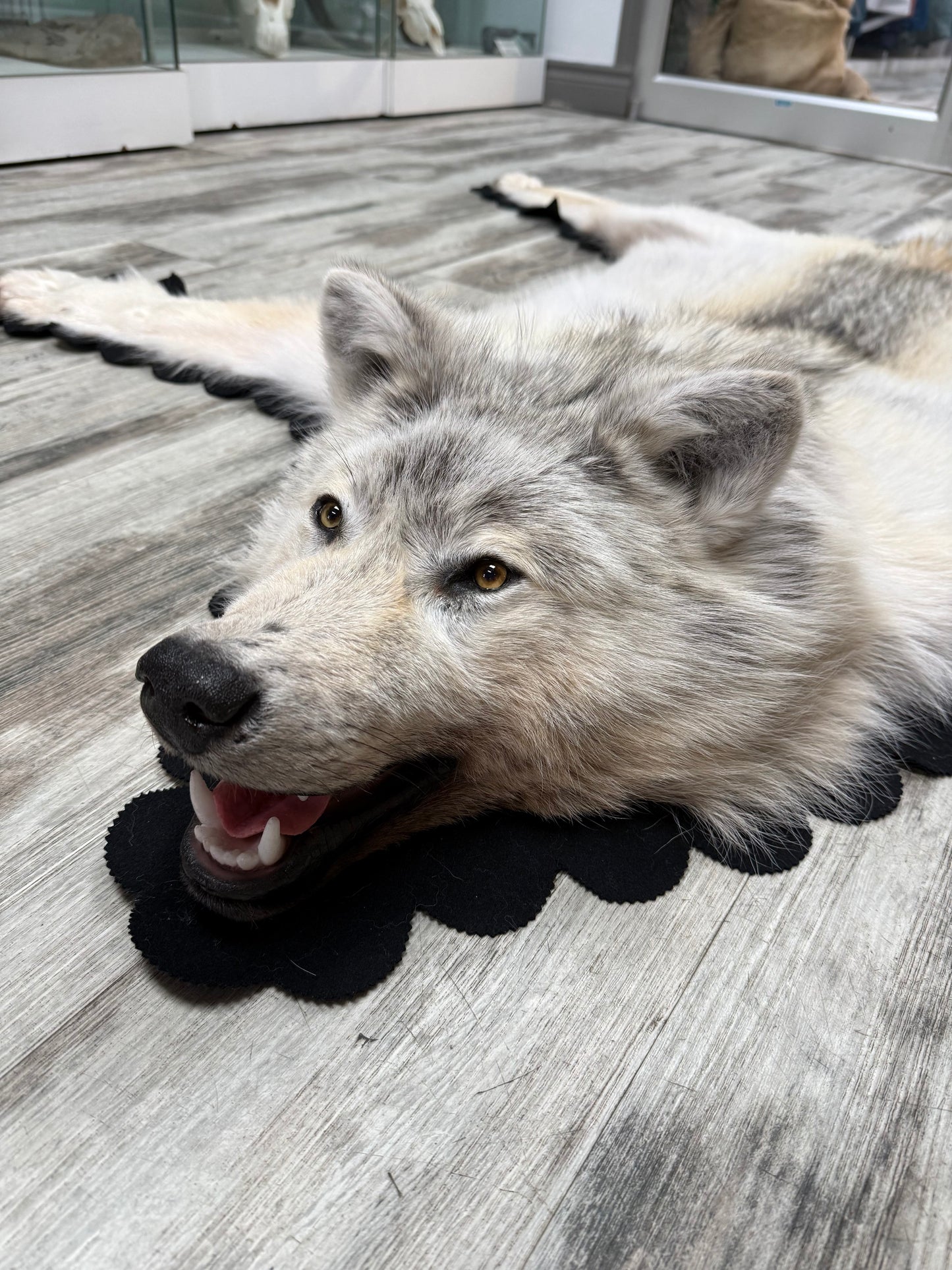 Rugs - Arctic Wolf #23711