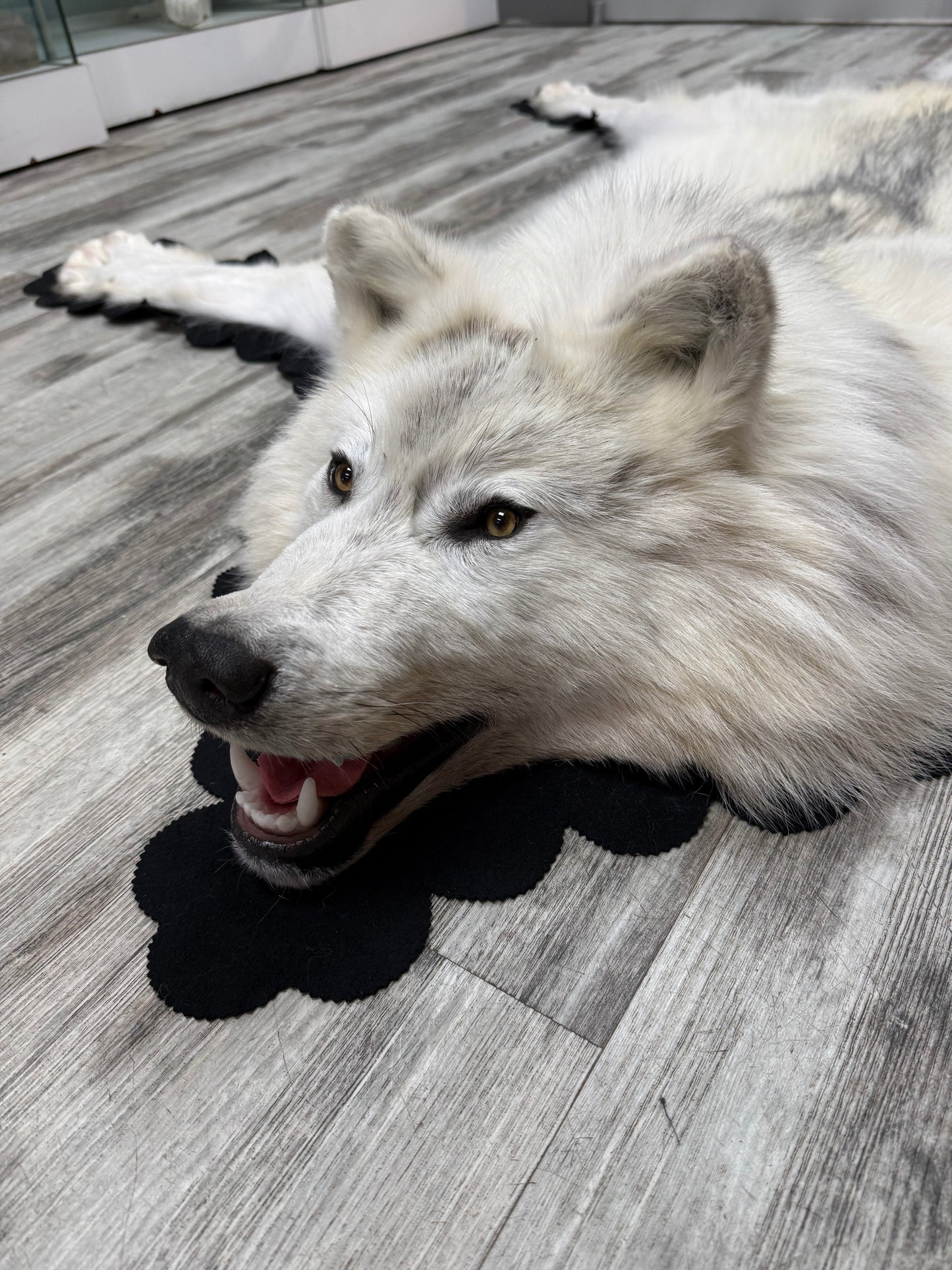 Rugs - Arctic Wolf #24011