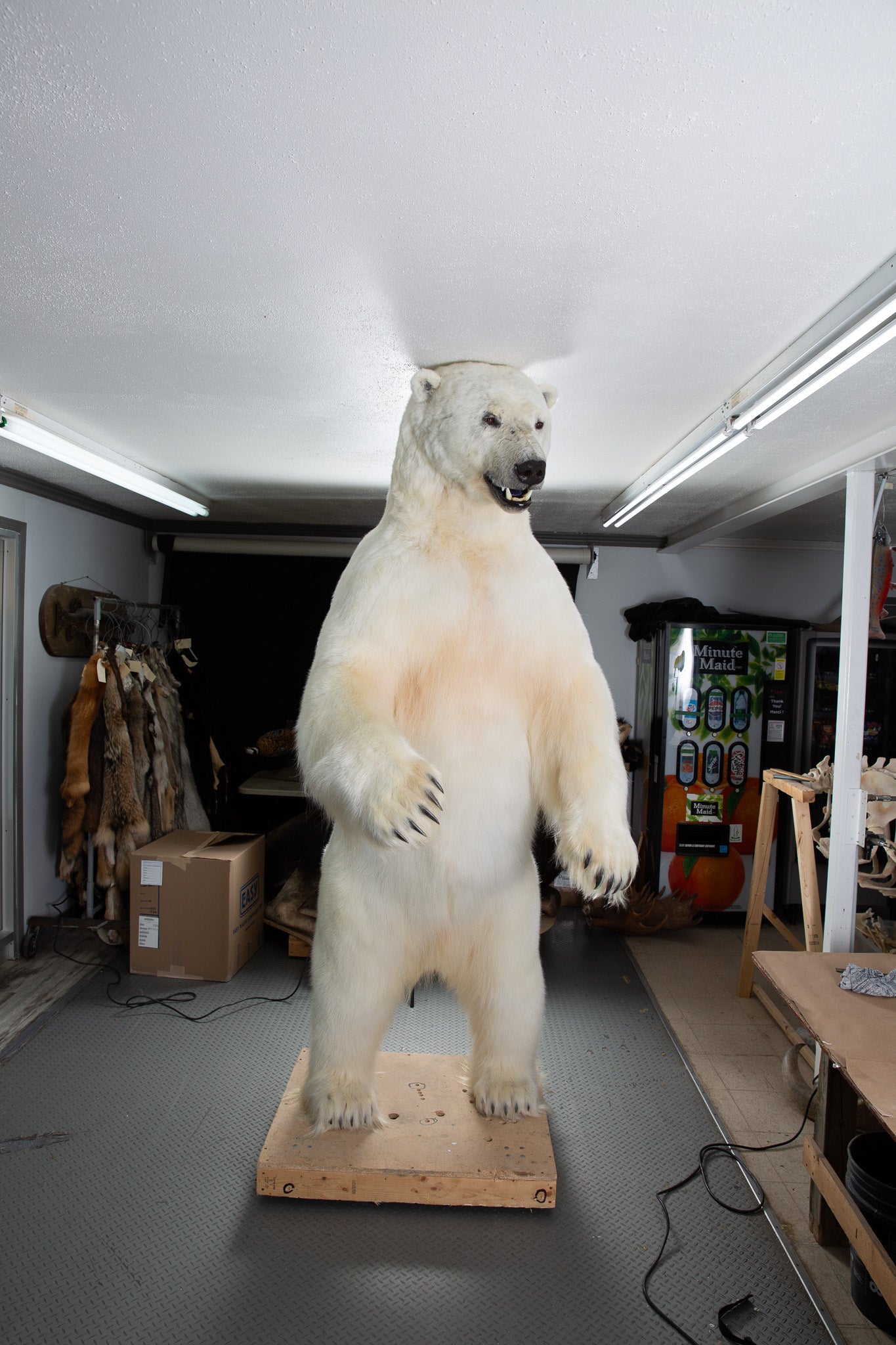 Mount - Polar Bear #24423