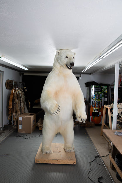 Mount - Polar Bear #24423