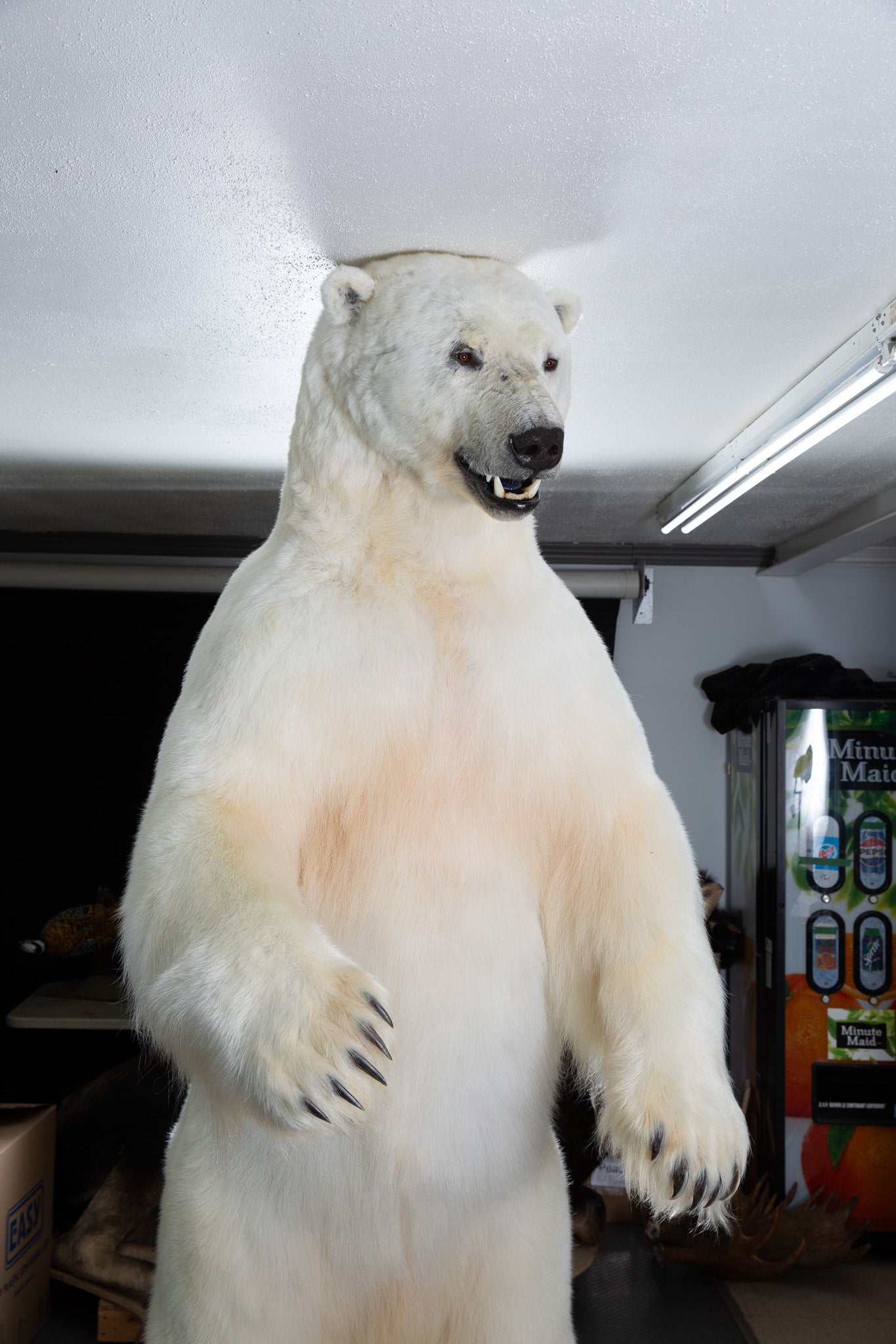 Mount - Polar Bear #24423