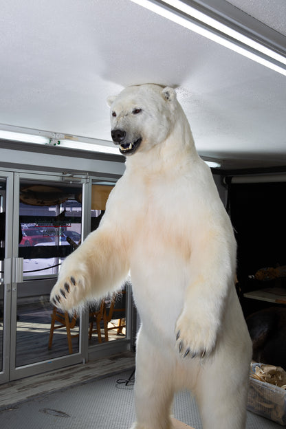 Mount - Polar Bear #24423