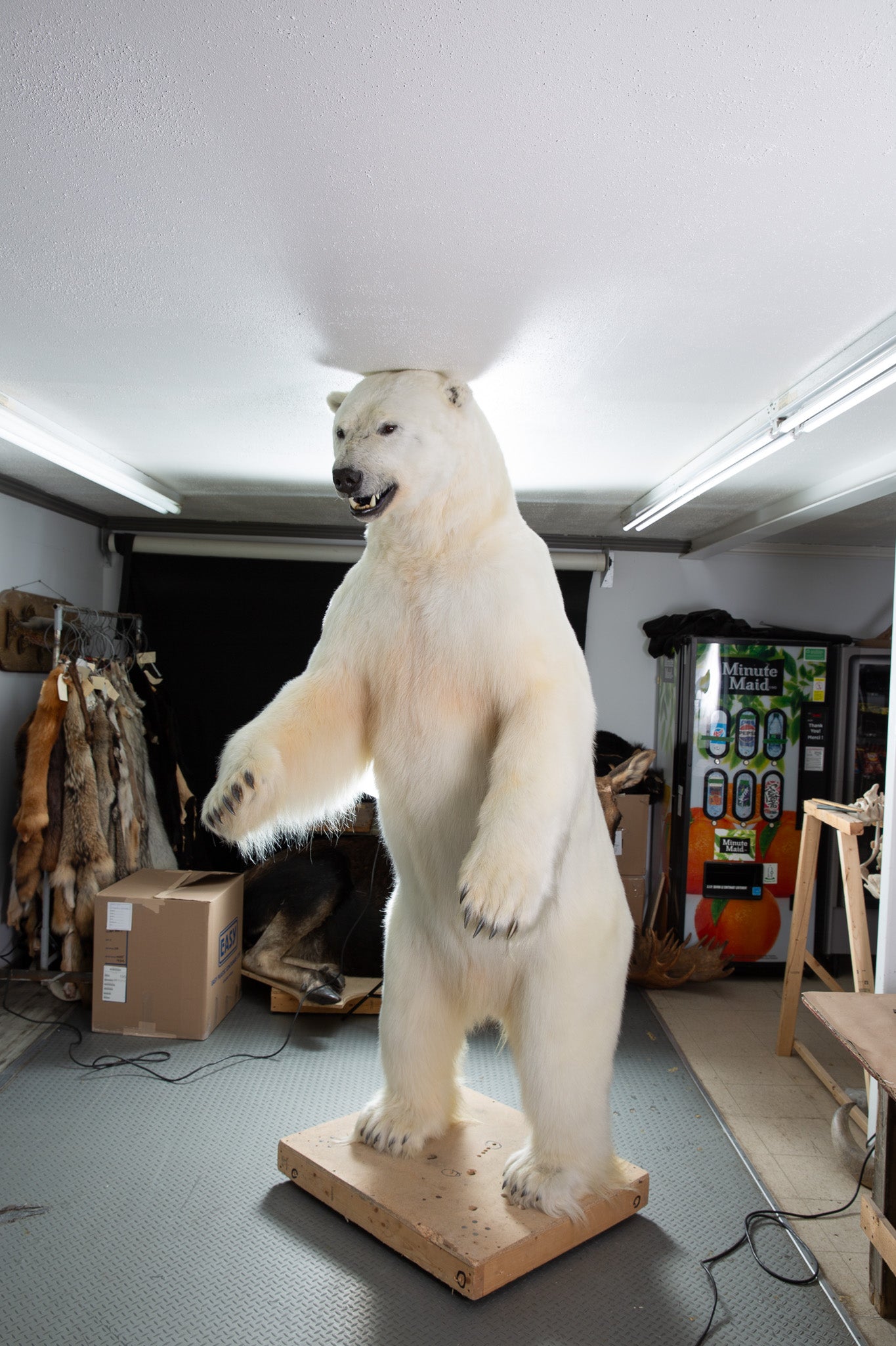 Mount - Polar Bear #24423