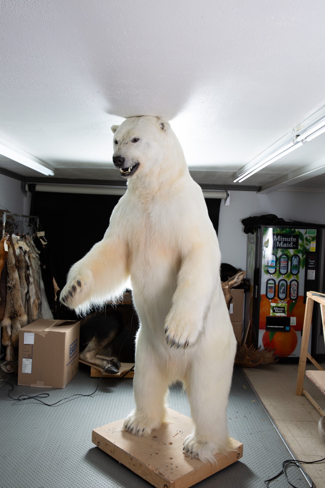 Mount - Polar Bear #24423