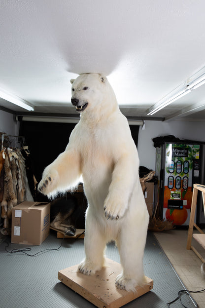 Mount - Polar Bear #24423