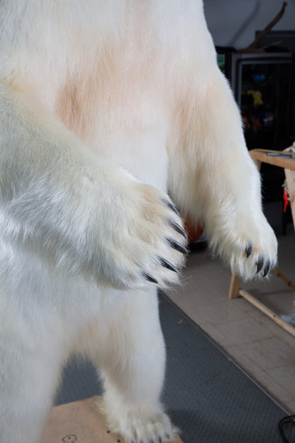 Mount - Polar Bear #24423