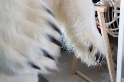 Mount - Polar Bear #24423