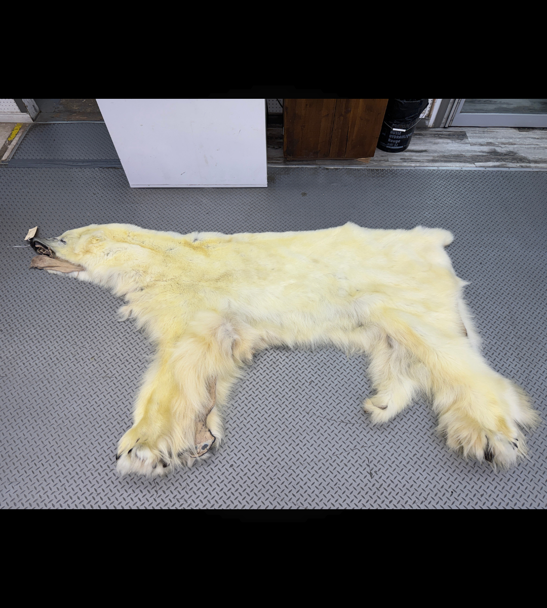Peau - Ours Polaire #26328
