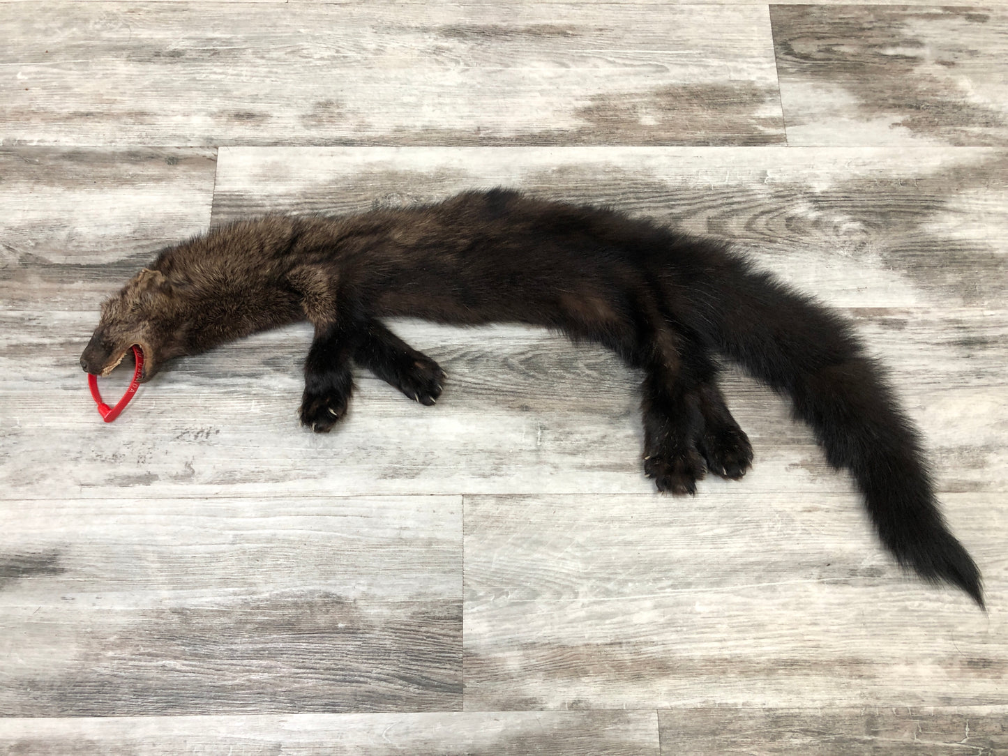 Peau - Pekan #0000286