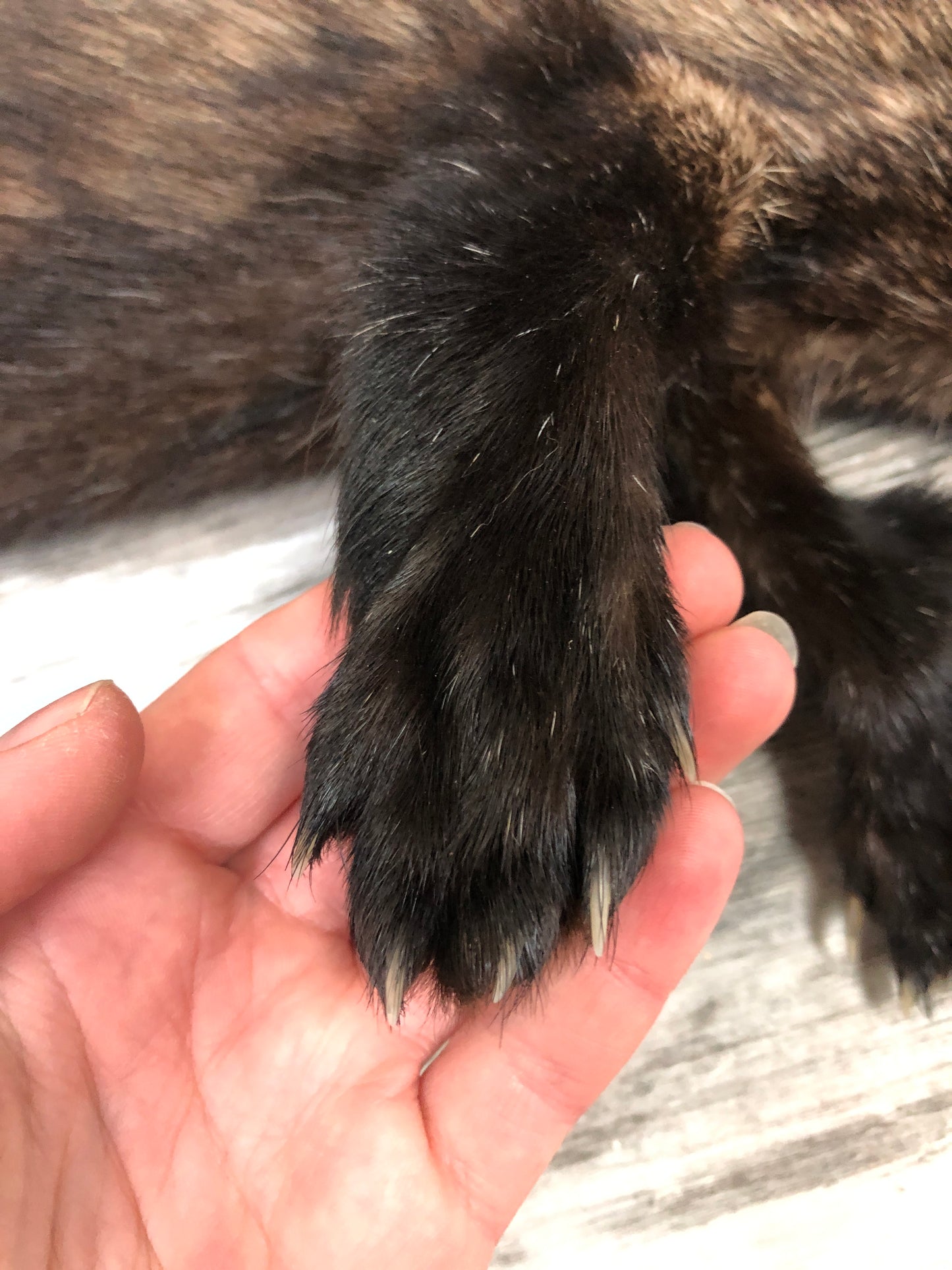 Peau - Pekan #0000286