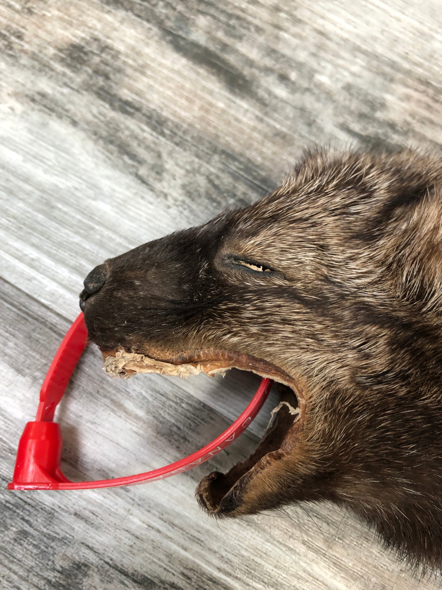 Peau - Pekan #0000286