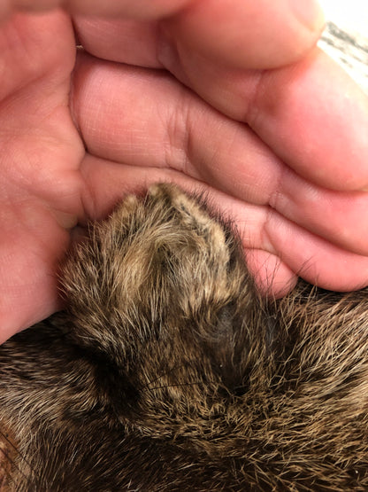 Peau - Pekan #0000286