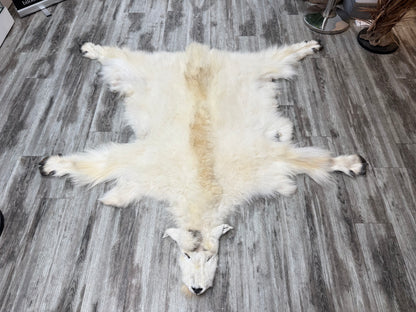 Dressed Skin - Mountain Goat #29189