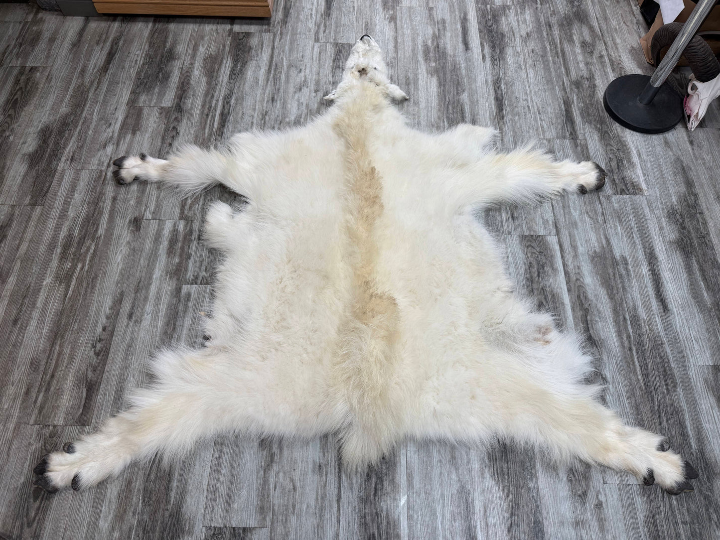 Dressed Skin - Mountain Goat #29189